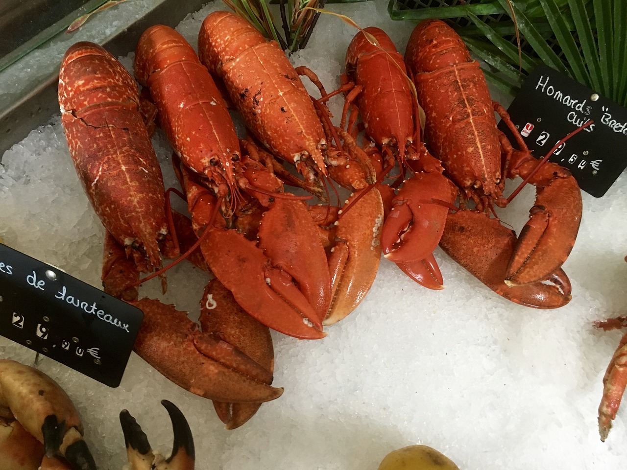 What Are Tips For Cooking Lobster From Frozen?