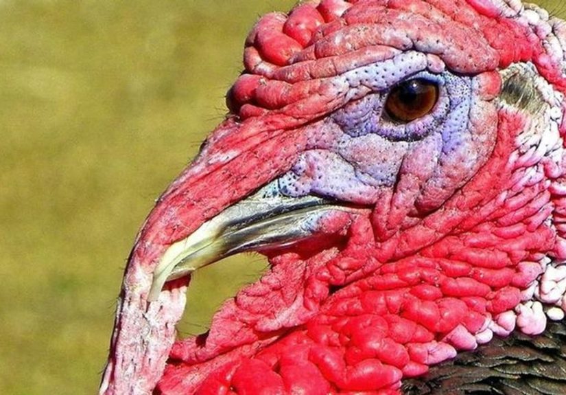 10 Unsolved Crimes and Disappearances That Happened on Thanksgiving