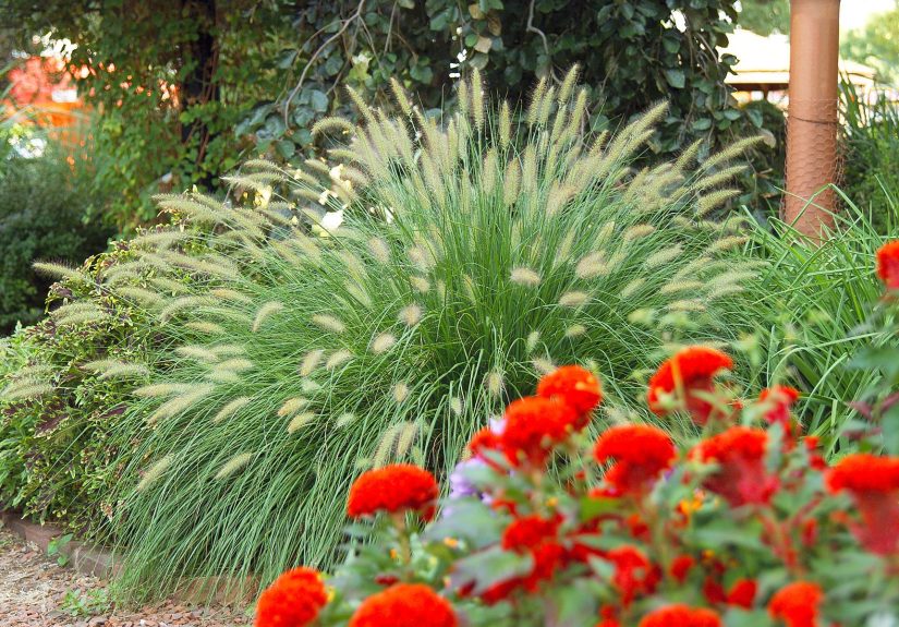 25 Ornamental Grasses for Adding Texture to Your Garden