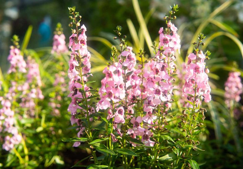8 Low-Maintenance Annuals That Thrive in Full Sun