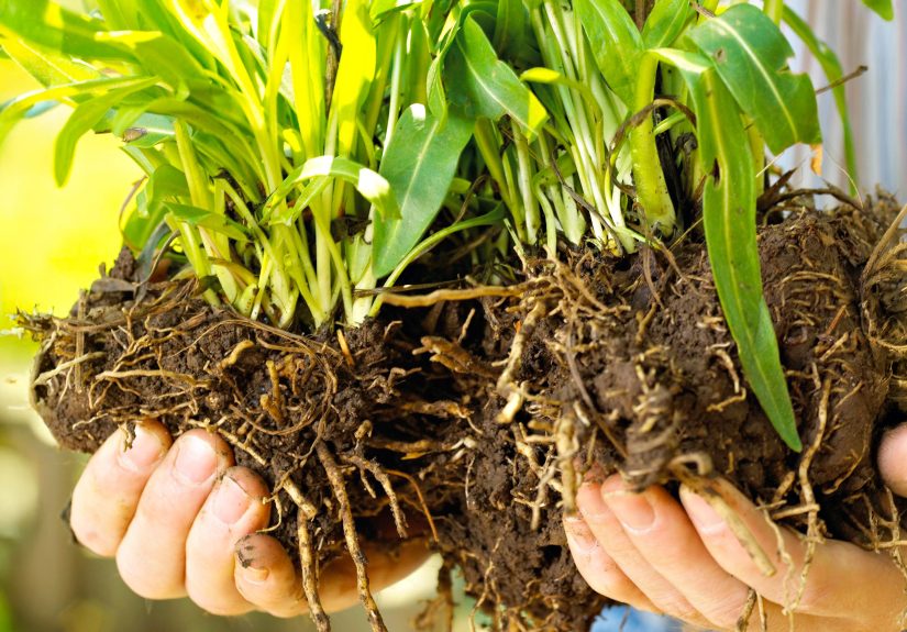 9 Perennials You Should Divide This Fall to Boost Blooms Next Year