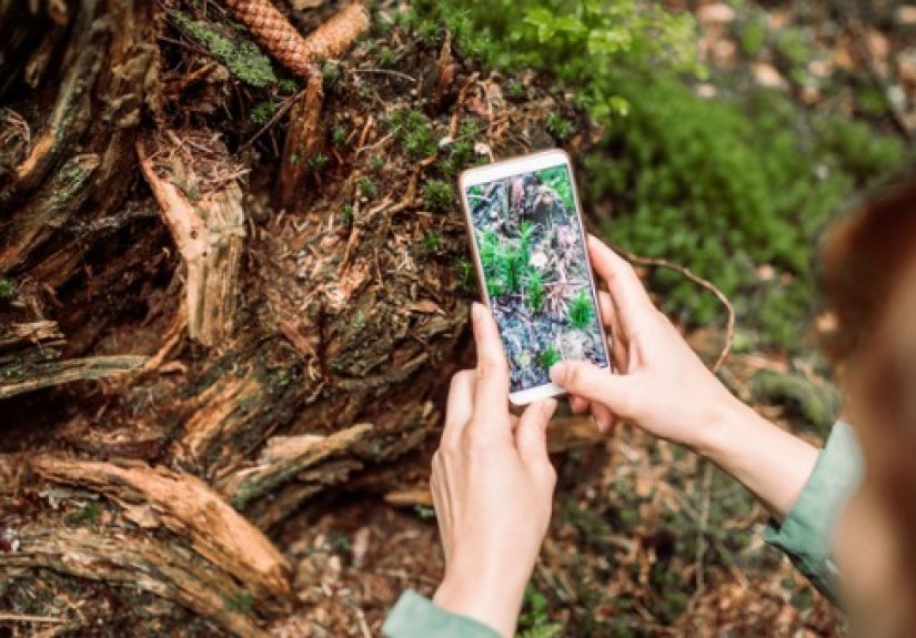 Bringing the Outdoors Online: Creating Online Field Labs