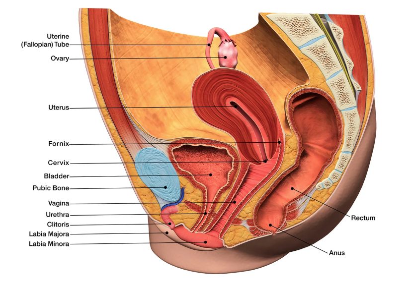 Endometrial Cancer - Uterine Cancer