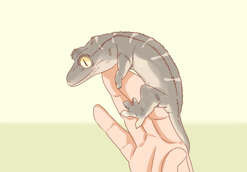 How to Care for a Crested Gecko: 15 Steps