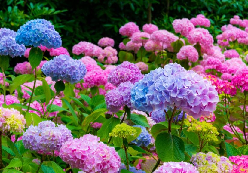 How To Change Hydrangea Color From Blue to Pink, or Vice Versa
