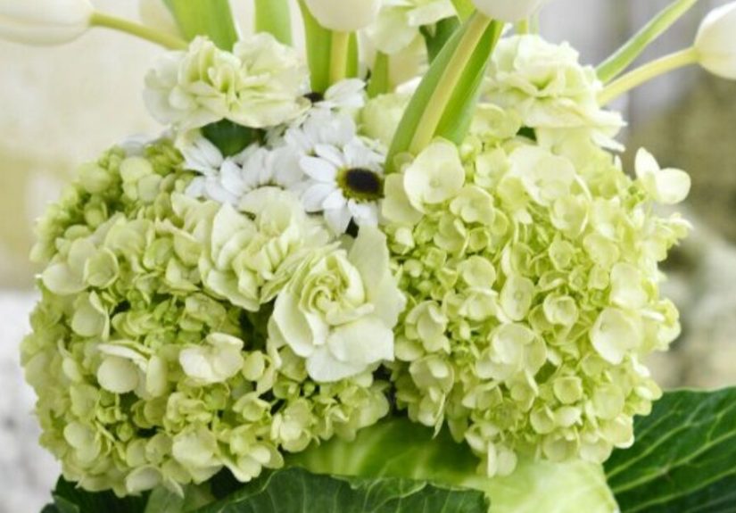 How to Create a Blooming Cabbage for St. Patrick's Day DIY
