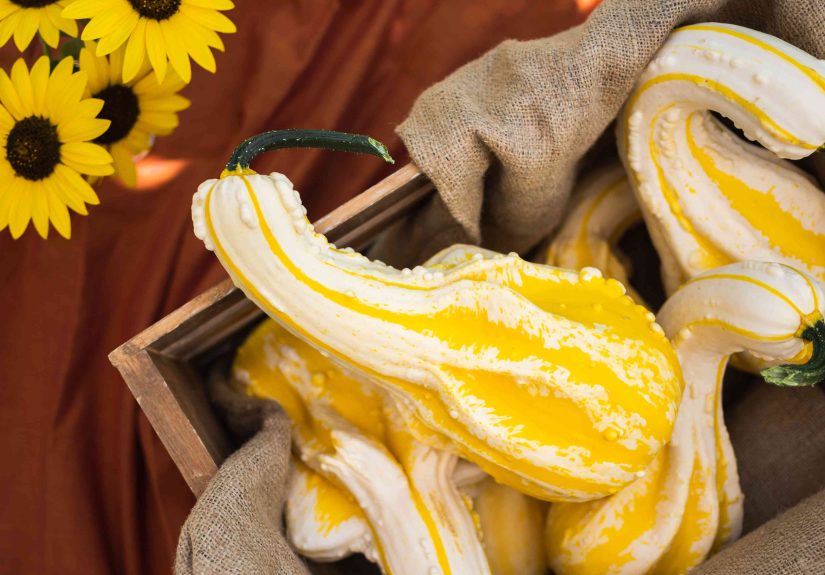 How to Harvest and Dry Ornamental Gourds