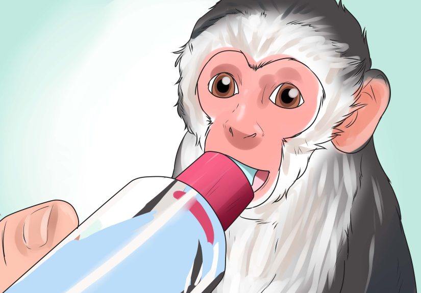 How to Keep Capuchin Monkeys As Pets