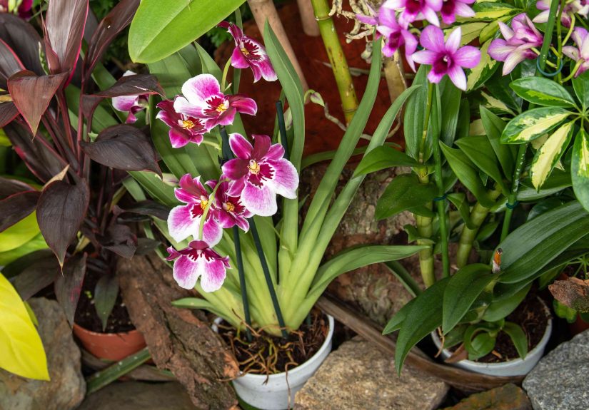 How to Keep Orchids Alive and Thriving: 10 Tips