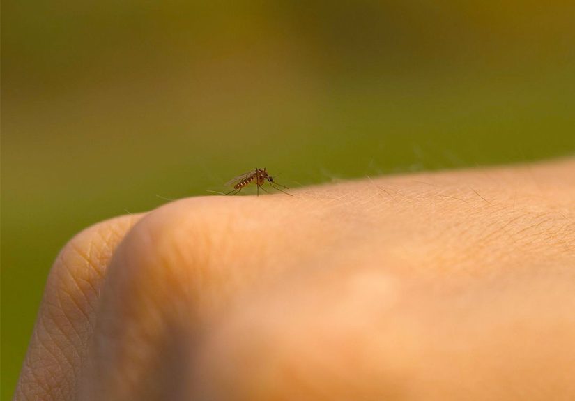 How to Repel Mosquitoes from Your Yard