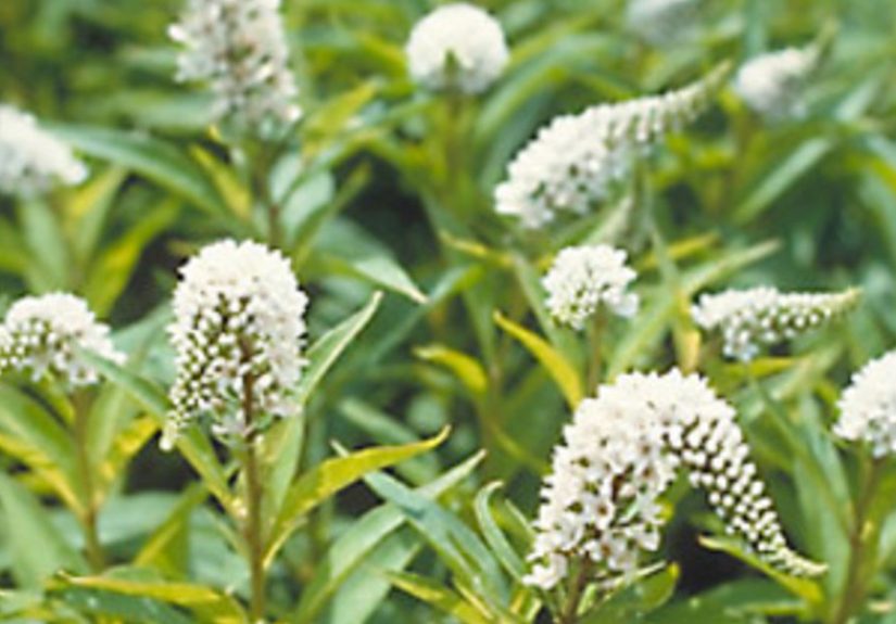 Invasive plant horror stories