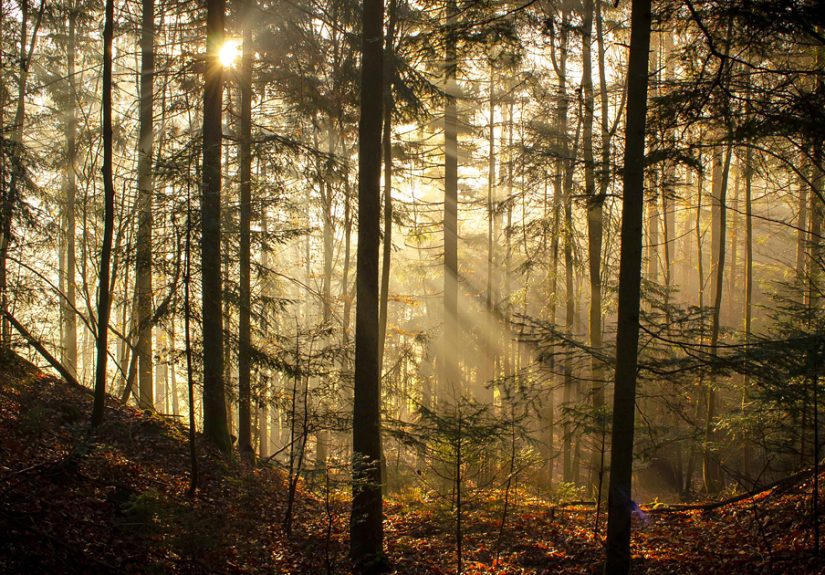 May The Forest Be With You: Post Your Favourite Pictures Of Forests