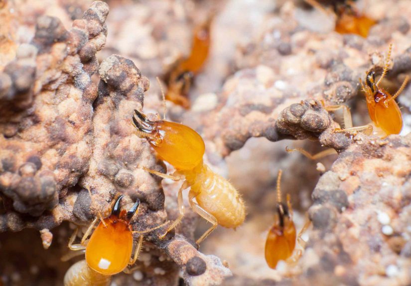 Mulch, Termites, and Your House Foundation