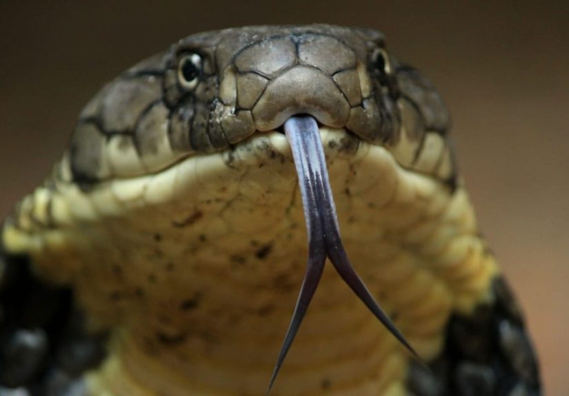 These Horrifying Animals From Thailand Will Make You Want To Rethink That Beach Vacation