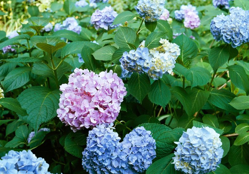 These Hydrangea Shrubs Are Perfect for Your Garden
