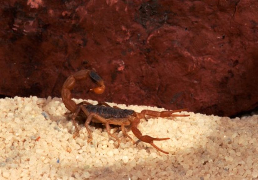 Types of Biting Bugs in Phoenix
