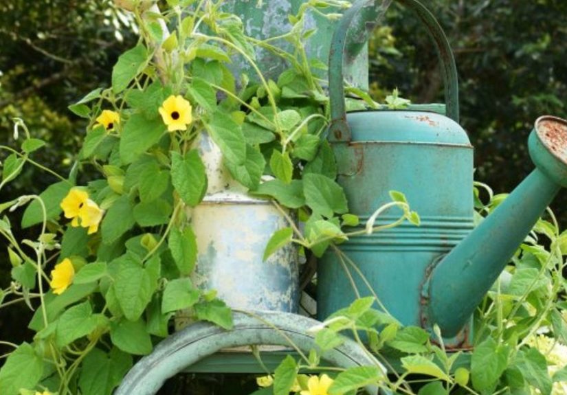 Using a Ladder as a Garden Trellis and Easy-to-Grow Flowering Vine