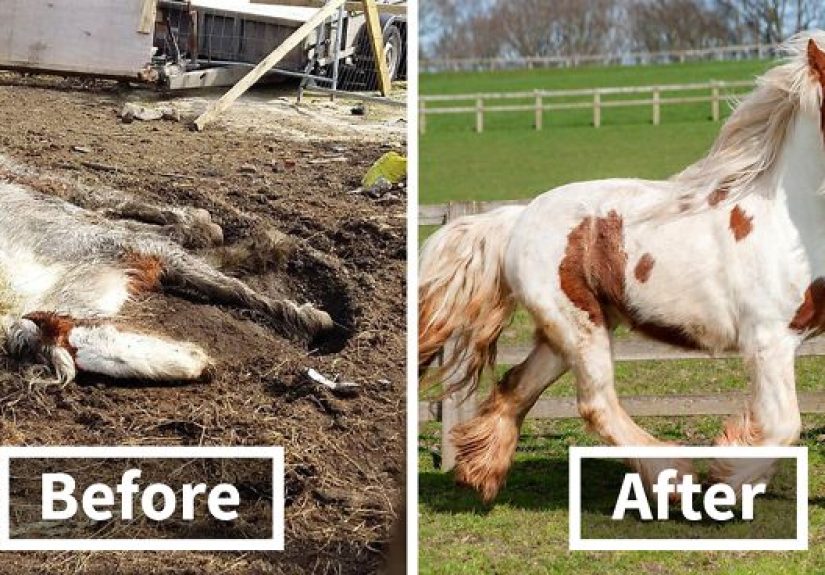 Volunteers ‘Shocked’ To See This ‘Dead’ Horse Still Alive Nurse It Back To Health And The Transformation Is Incredible
