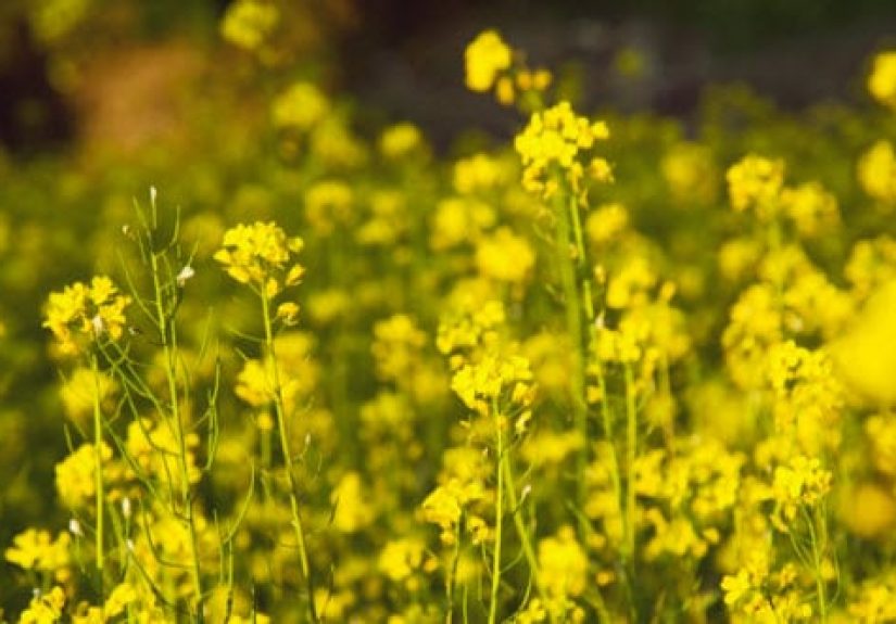 10 Mysteries of Plant Intelligence