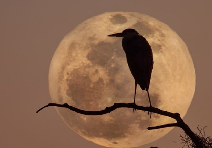 10 Of The Best Stories You'll Ever Read About Birds
