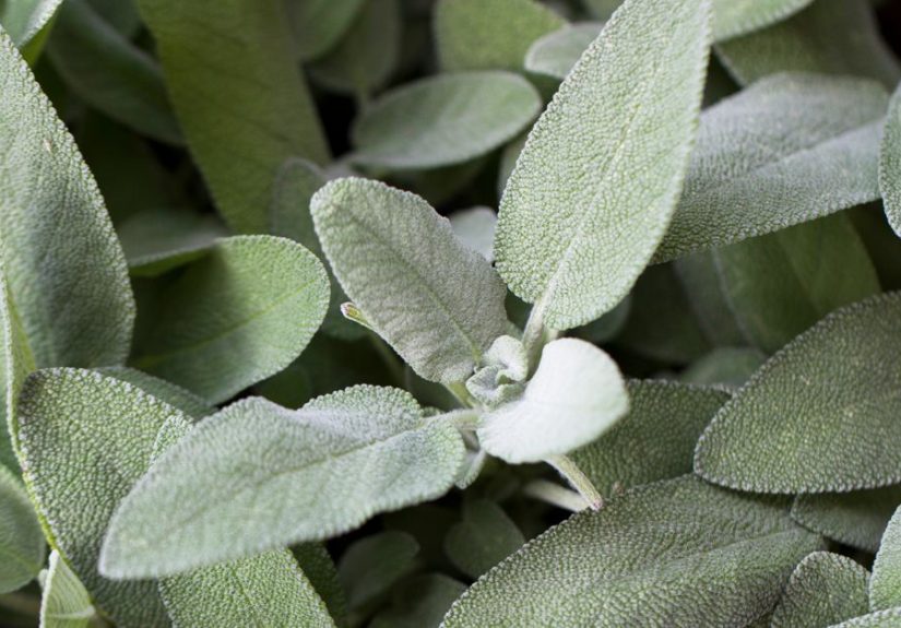 12 Health Benefits and Uses of Sage