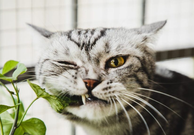 15 Plants Safe for Cats - Pictures of Cat Safe Houseplants