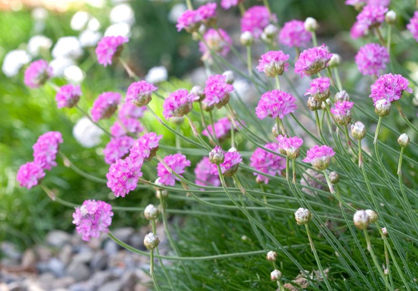24 Pink Flowers to Add Dainty or Bold Beauty to Your Garden