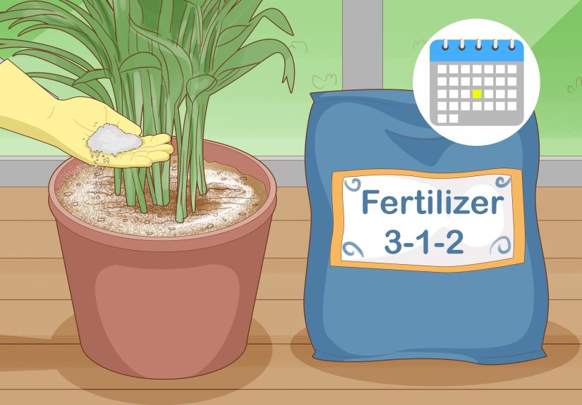 3 Simple Ways to Propagate Areca Palm
