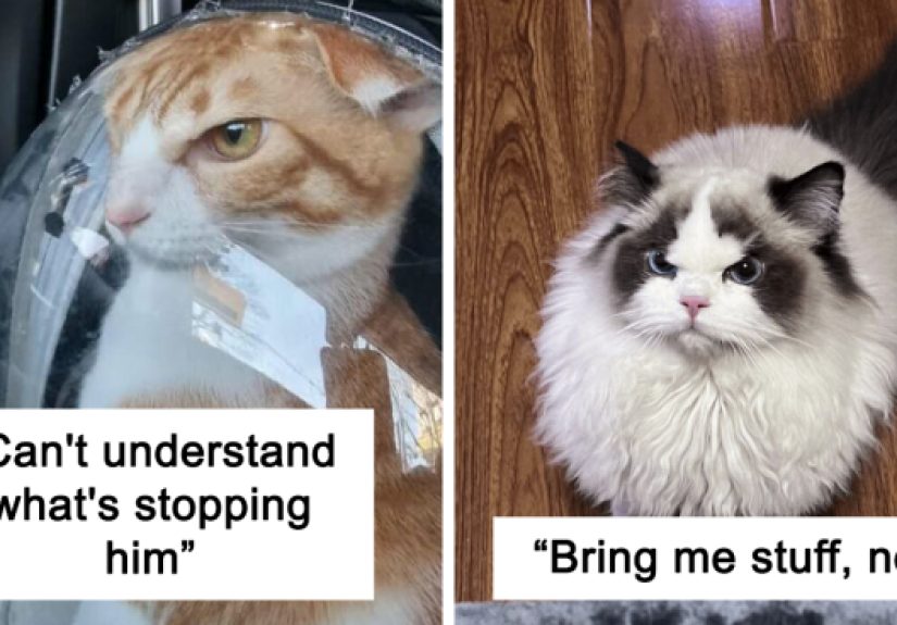 40 Times People Just Had To Snap A Pic Of Their Angry, But Cute Cats