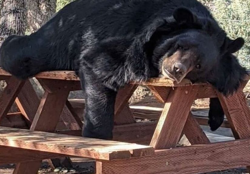 50 Adorable And Amazing Animals To Help You Cleanse Your Mind Of All The Awful Things In The World