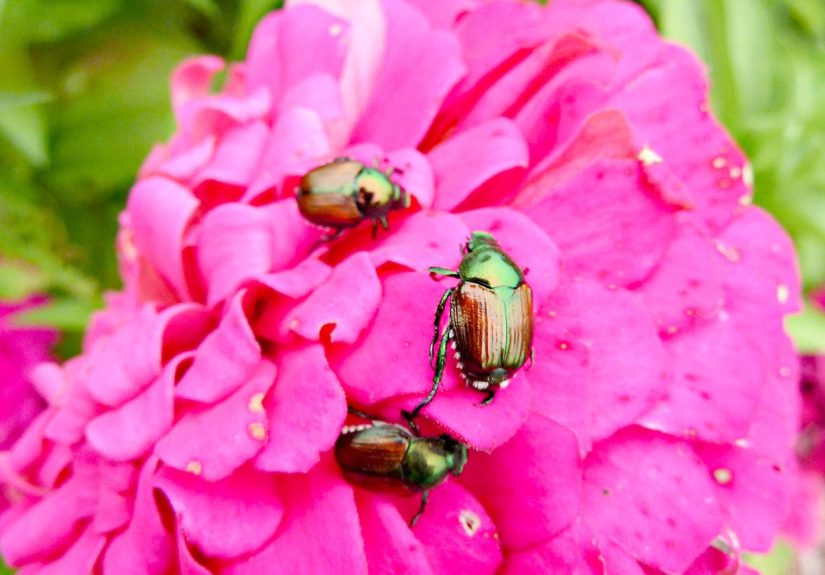 6 Things to Do to Get Rid of Garden Bugs Safely