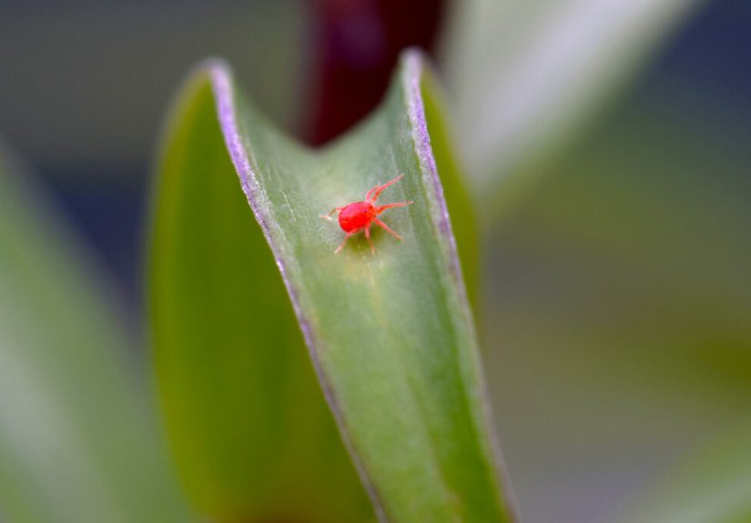 A Guide to Clover Mites: How To Identify Tiny Red Bugs