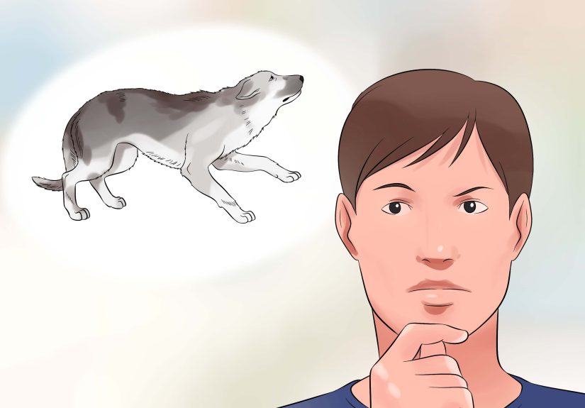 Animal Body Language Quiz: Dog Edition