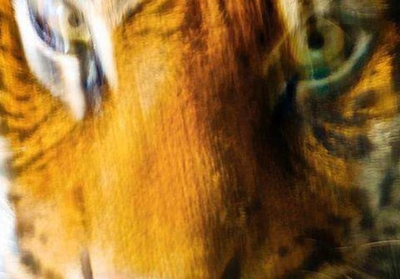 Best Songs with an Animal in the Title