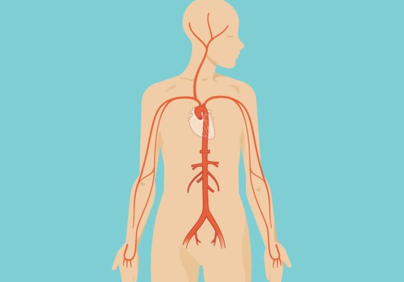 Cervical Lymph Nodes Anatomy, Diagram & Function