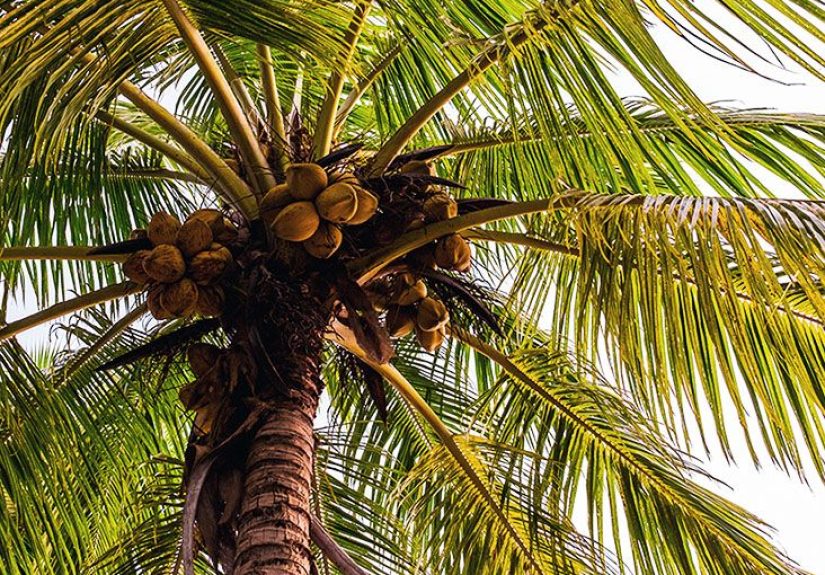 Coconut oil: Benefits, uses, and controversy