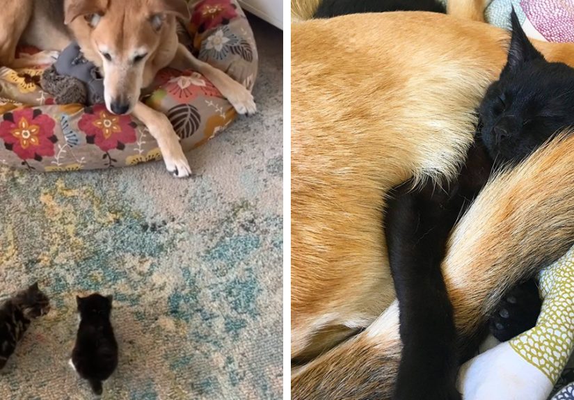 Dog Takes Care Of Every Rescue Kitten In This Cat Shelter And Here Are 30 Pics To Show His Love Is Never-ending