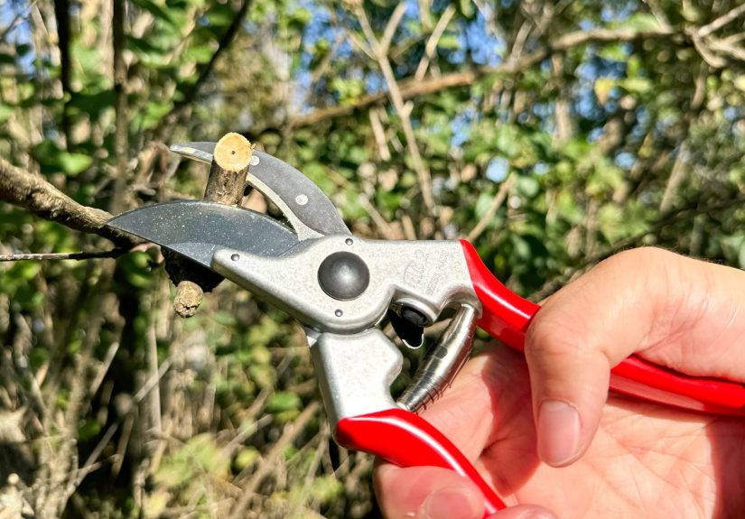 Felco Pruners Review: We Got the Cleanest Cuts Around