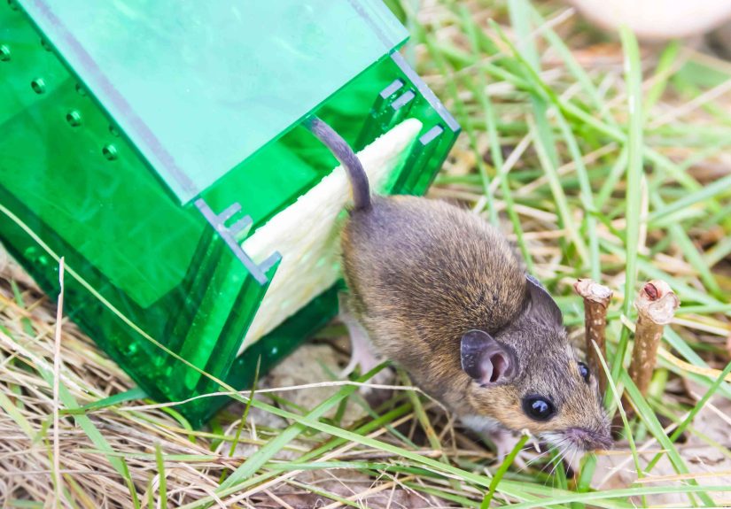 How to Catch a Mouse in Your House Like a Pro