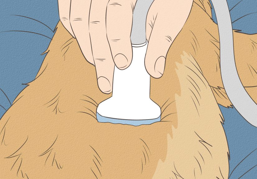 How to Feed a Pregnant or Nursing Cat: 9 Steps