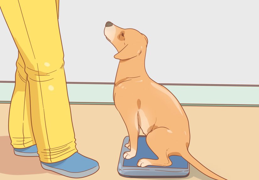 How to Feed and Hydrate a Mother Dog: Post-Birth Diet & Care