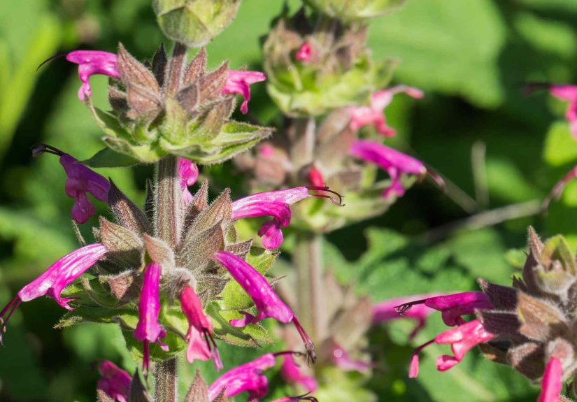 How to Grow and Care for Hummingbird Sage