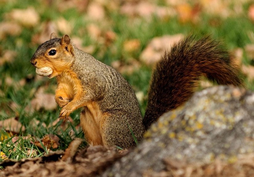 How to Keep Chipmunks Out of the Gardenand Squirrels, Too