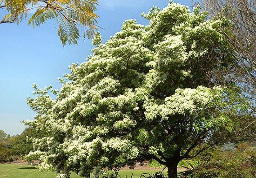 How to Plant and Grow Chinese Fringe Tree
