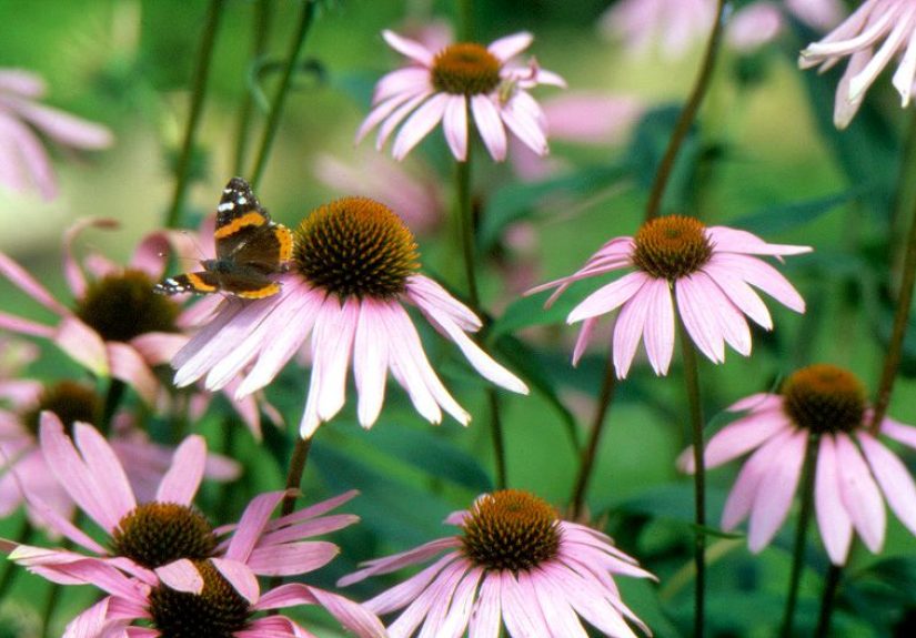 How to Plant and Grow Coneflower