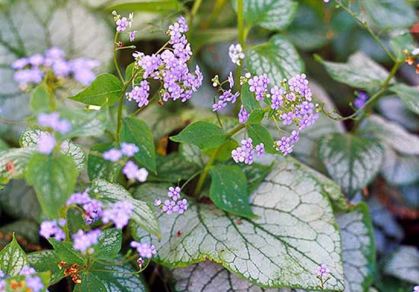 How to Plant and Grow Heartleaf Brunnera