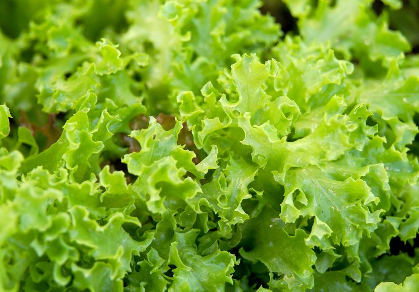 How to Plant and Grow Lettuce for Garden-Fresh Salads