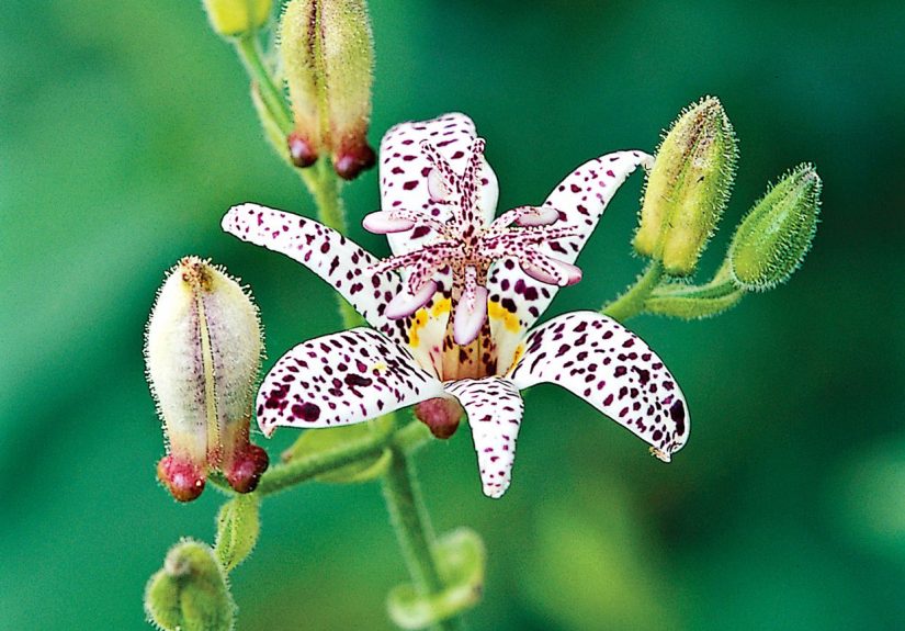 How to Plant and Grow Toad Lily