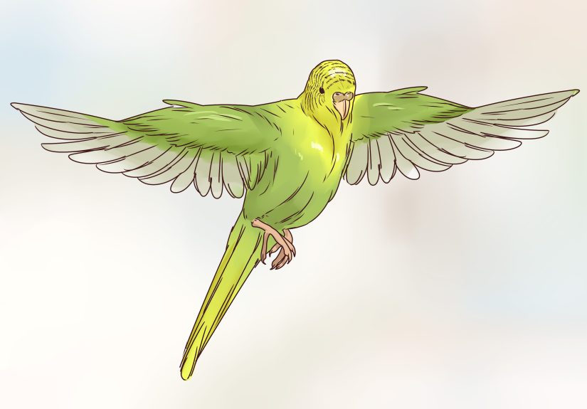 How to Take Care of a Budgie