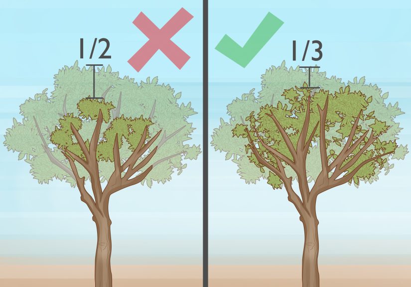 How to Trim an Orange Tree: Simple Pruning Guide